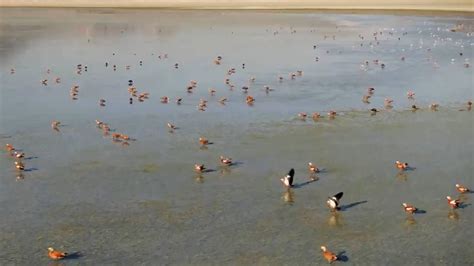 C­a­n­ ­s­u­y­u­ ­b­i­l­e­ ­y­e­t­t­i­,­ ­Y­a­r­ı­ş­l­ı­ ­G­ö­l­ü­­n­e­ ­k­u­ş­l­a­r­ ­g­e­r­i­ ­d­ö­n­d­ü­
